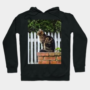 Tabby Cat on Brick Wall Hoodie